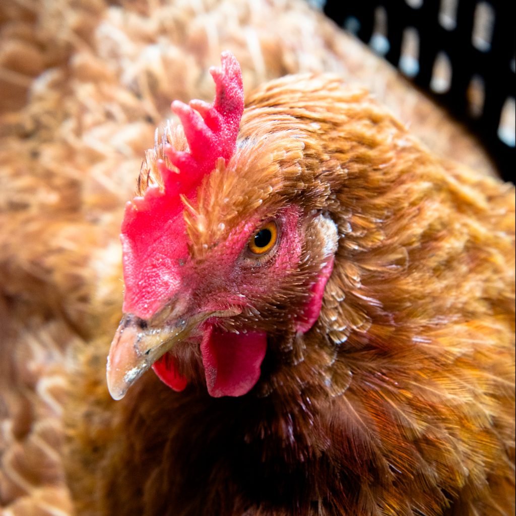 pollo pollo